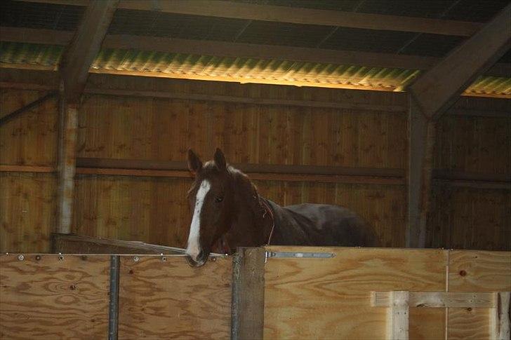 Traver Powerful Winning - Power i sin nye boks <3 hehe .. han skal lige vende sig til en 8X6 m boks hihi billede 4