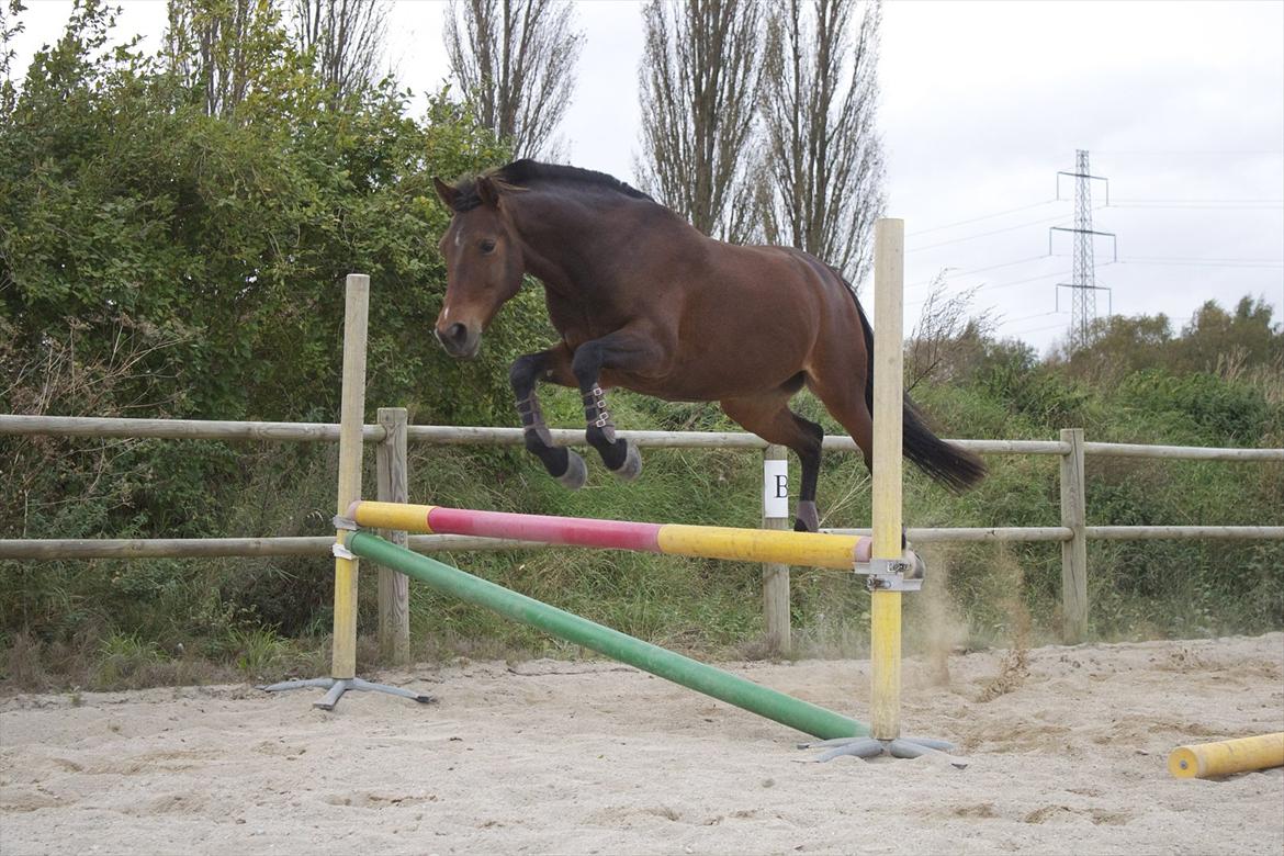 Anden særlig race Vincent Van Gogh billede 9