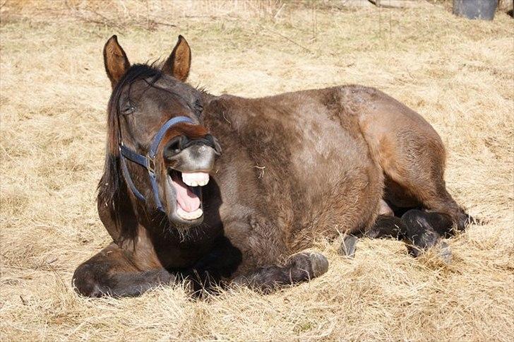 Sportsaraber (A) Twilight Takhises - Dovner den i forårs solen billede 8