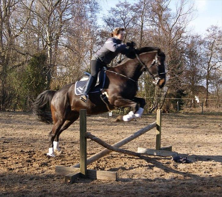 Holstener Don Laurel D'Unique billede 12