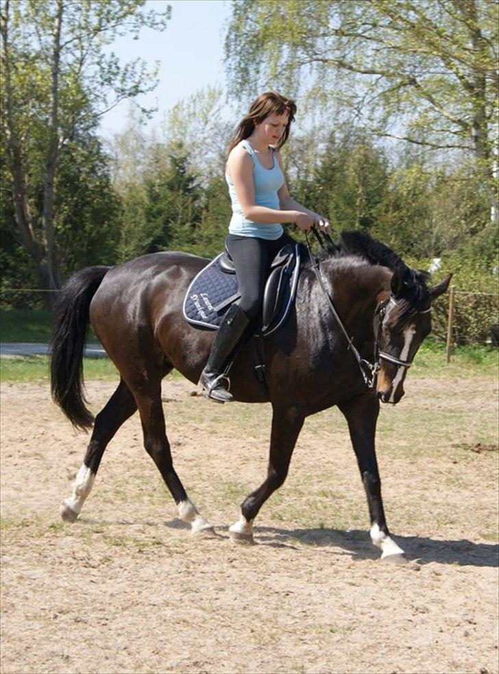 Holstener Don Laurel D'Unique billede 16