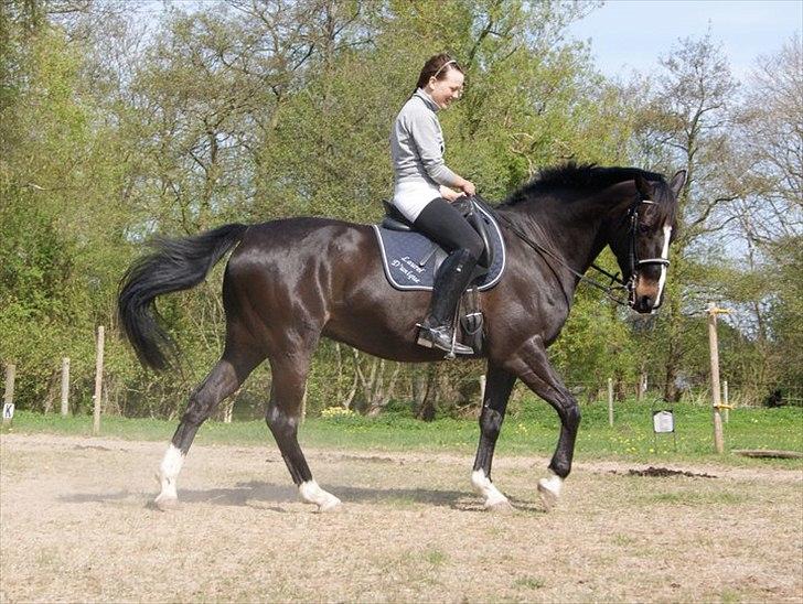 Holstener Don Laurel D'Unique - Dressur træning 2011 billede 18
