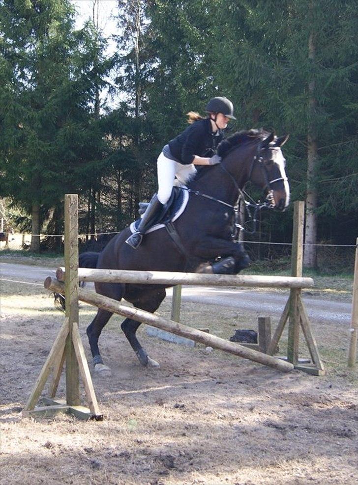 Holstener Don Laurel D'Unique - Spring træning :) billede 20