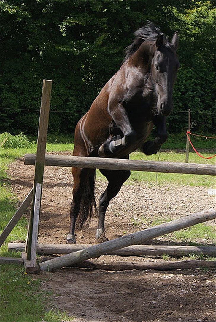 Frieser Sieta R.I.P billede 14