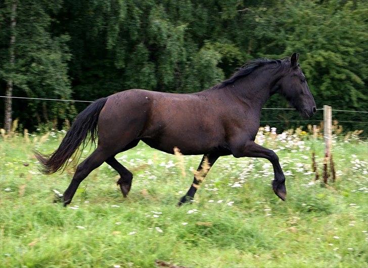 Frieser Sieta R.I.P billede 1