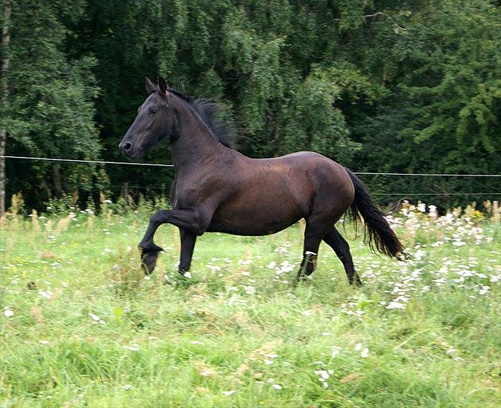 Frieser Sieta R.I.P billede 15