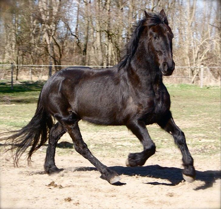 Frieser Sieta R.I.P - lidt løs på banen :) billede 18