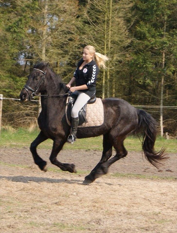 Frieser Sieta R.I.P billede 19