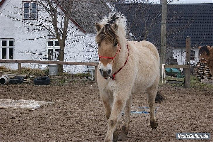 Fjordhest fønix frode billede 1