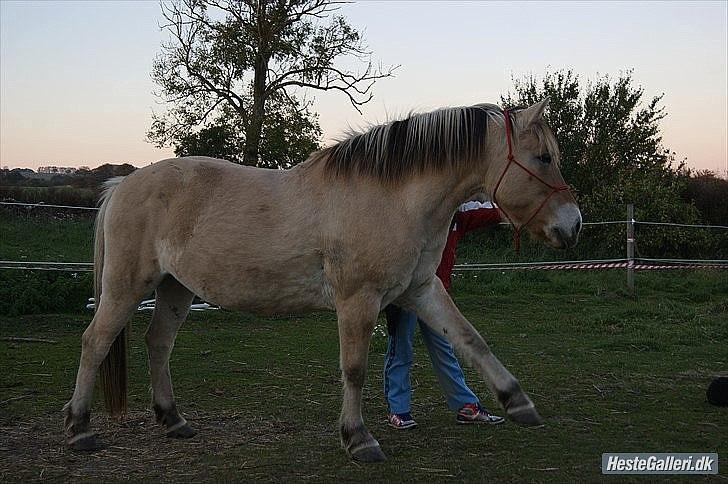 Fjordhest fønix frode billede 2