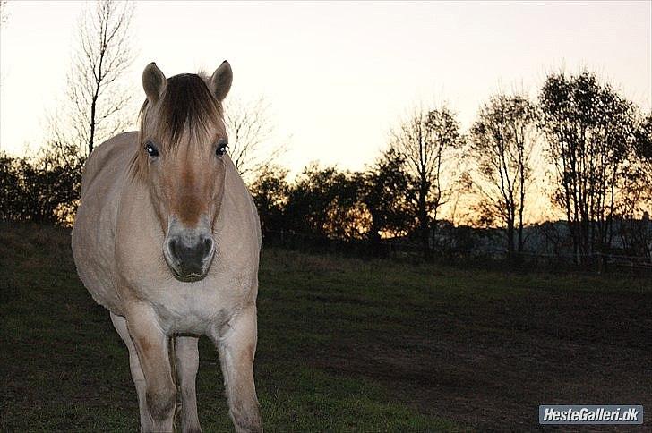 Fjordhest fønix frode billede 3
