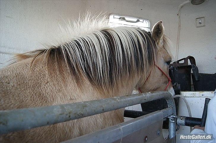 Fjordhest fønix frode billede 4
