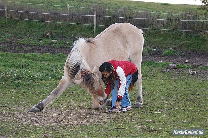 Fjordhest fønix frode billede 5