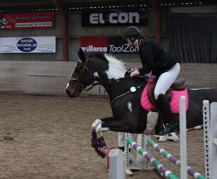 Pinto Great-Vikings Indiana (skinkedyret) - stævne Åstrup 20 november 11 billede 18