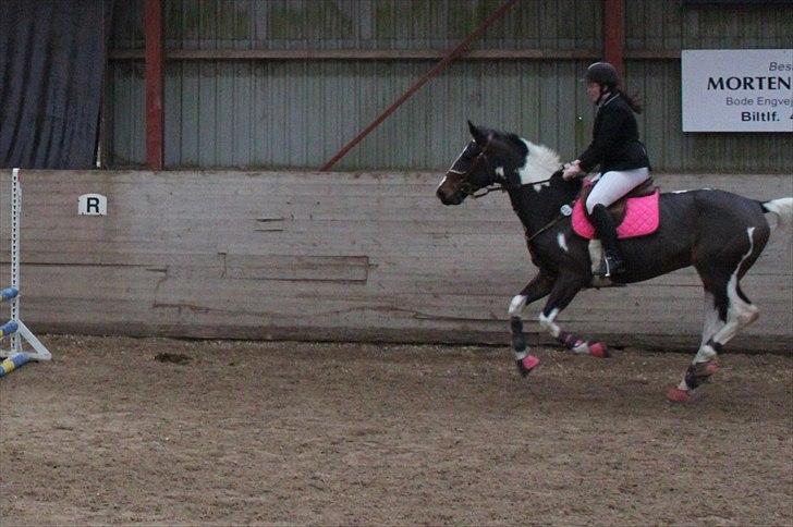 Pinto Great-Vikings Indiana (skinkedyret) - stævne Åstrup 20 november 11 billede 19