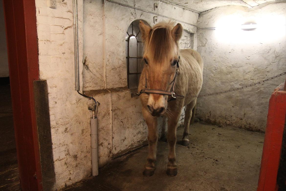 Fjordhest fønix frode billede 6