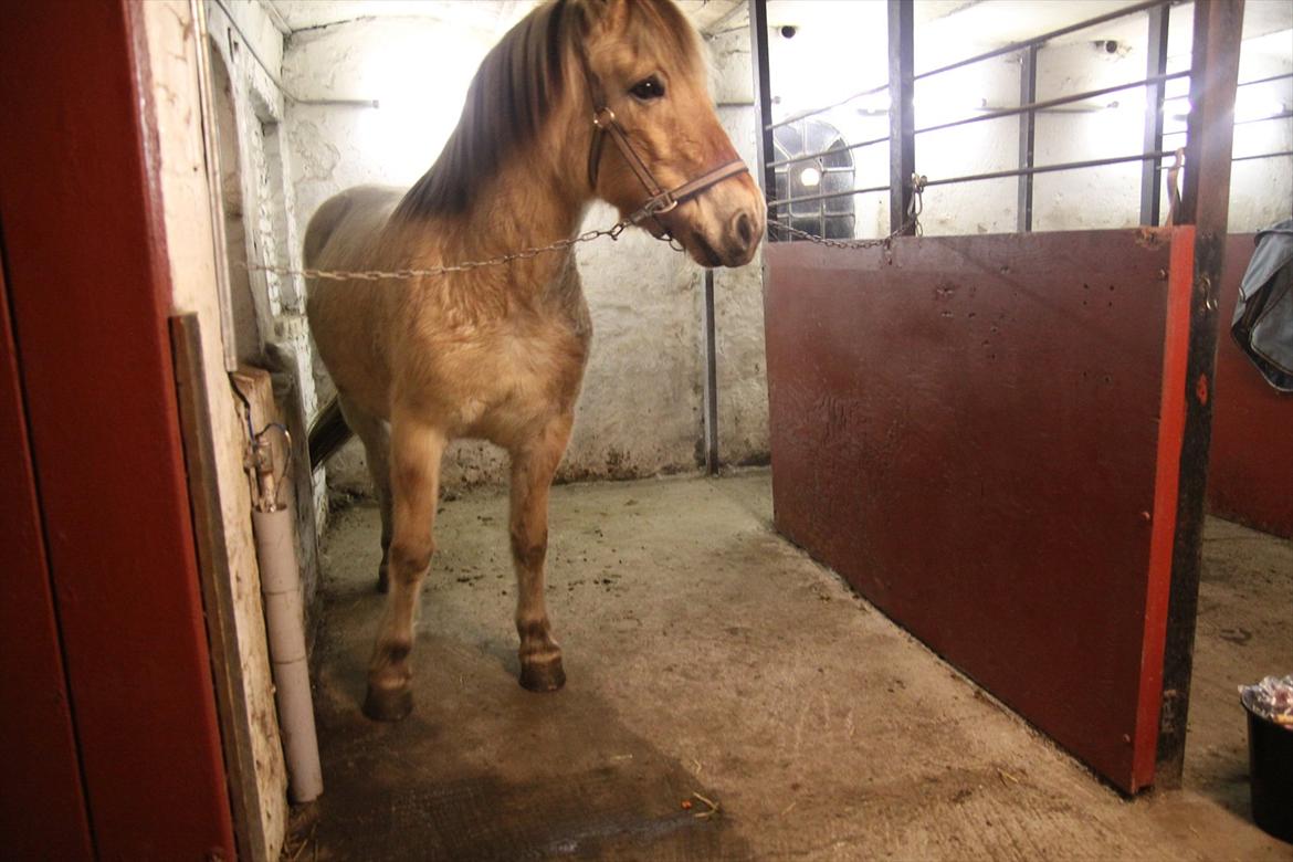Fjordhest fønix frode billede 7