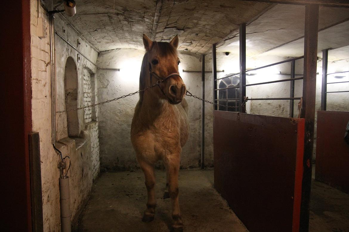 Fjordhest fønix frode billede 8