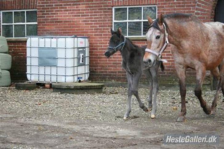 Anden særlig race Stald Flyings Migthy M Magpie billede 6