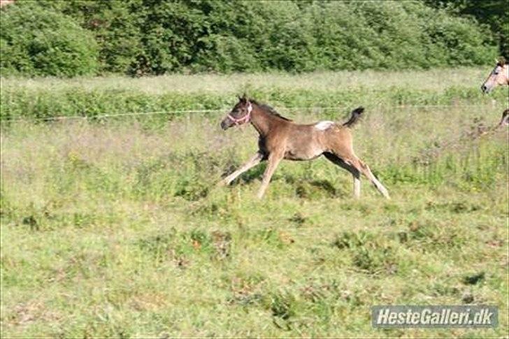 Anden særlig race Stald Flyings Migthy M Magpie billede 12