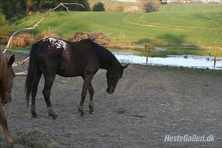 Anden særlig race Stald Flyings Migthy M Magpie billede 16