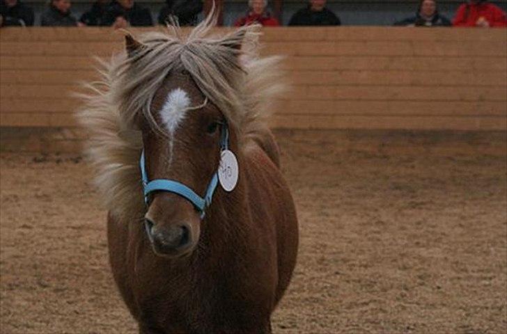 Islænder Stjarni fra Ragnarok billede 8