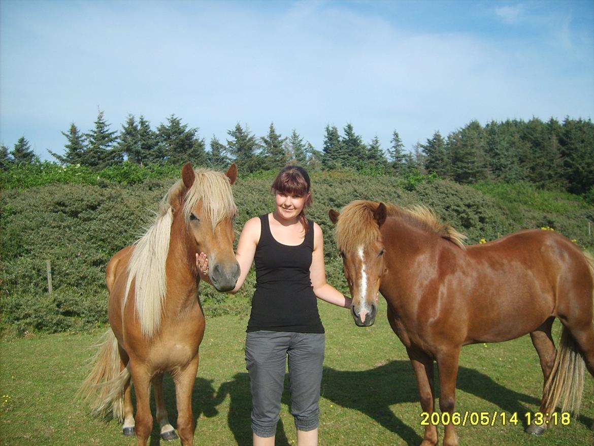 Islænder Stjarni fra Ragnarok - Sandra og Stjarni billede 14