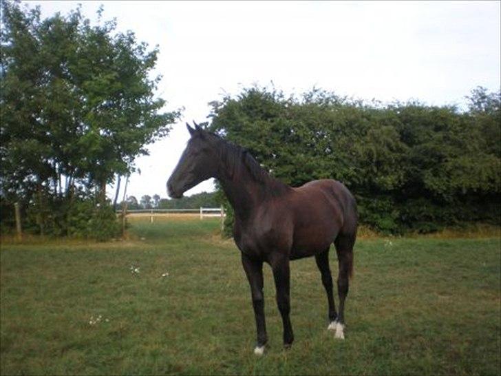 Dansk Varmblod Østersøens Hotshot BRDH  - 1 år billede 9