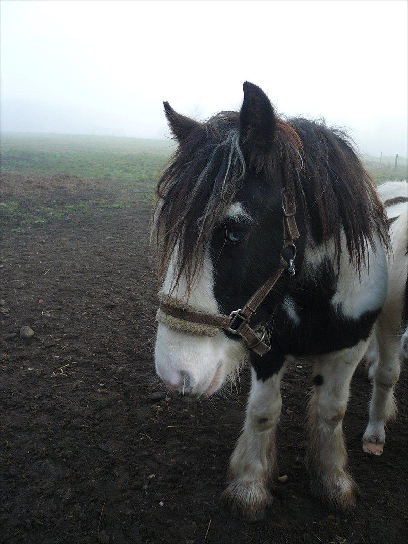 Irish Cob Schakesspeer billede 18