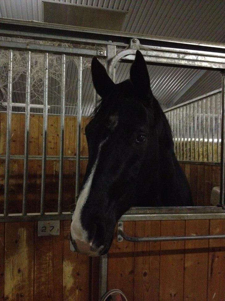 Dansk Varmblod Østersøens Hotshot BRDH  - Lige kommet ind i sin nye boks billede 10