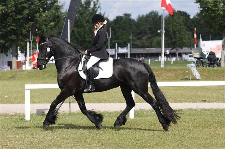 Frieser Gemke W - Dyrskue 2011, en meget ukonsentreret og spændt het. foto Kristina Outzen billede 16