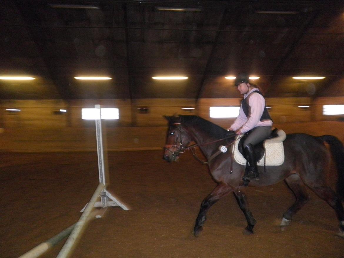 Anden særlig race Skovbjerggård´s Cavan billede 11