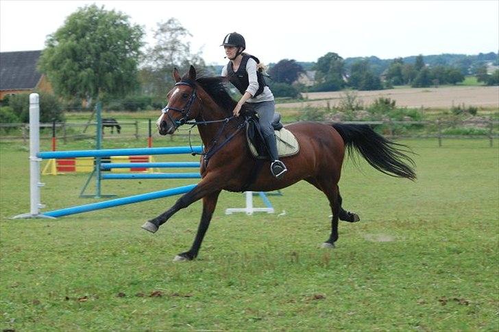 Anden særlig race Savannah billede 5