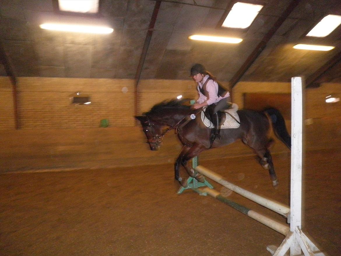 Anden særlig race Skovbjerggård´s Cavan billede 12