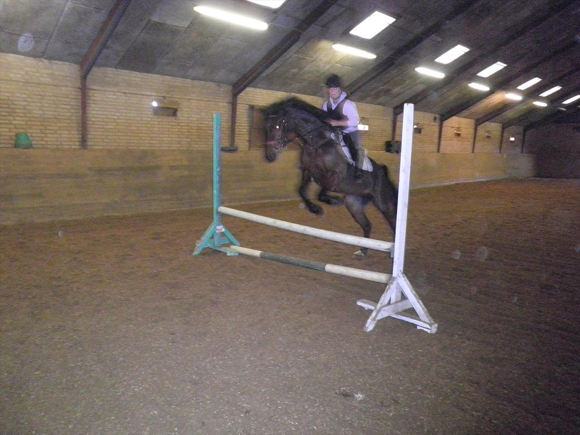 Anden særlig race Skovbjerggård´s Cavan billede 13