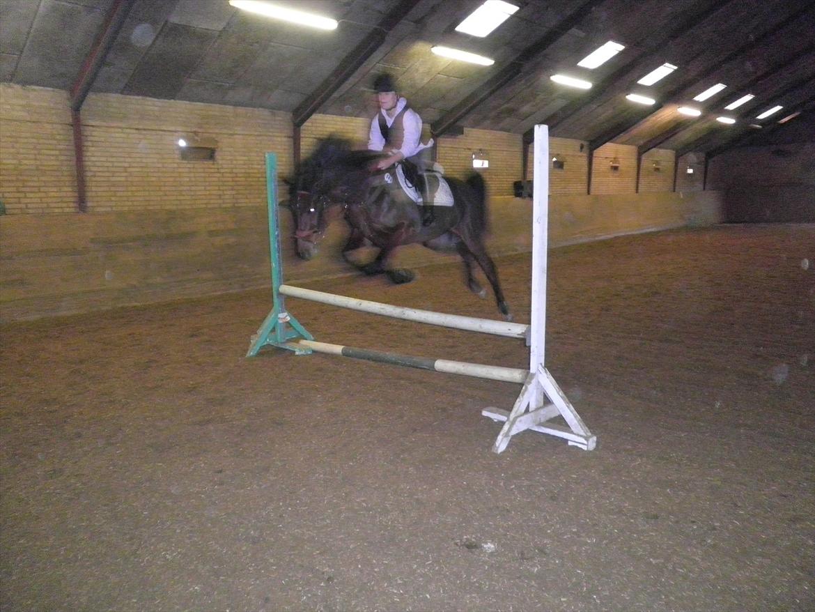 Anden særlig race Skovbjerggård´s Cavan billede 14