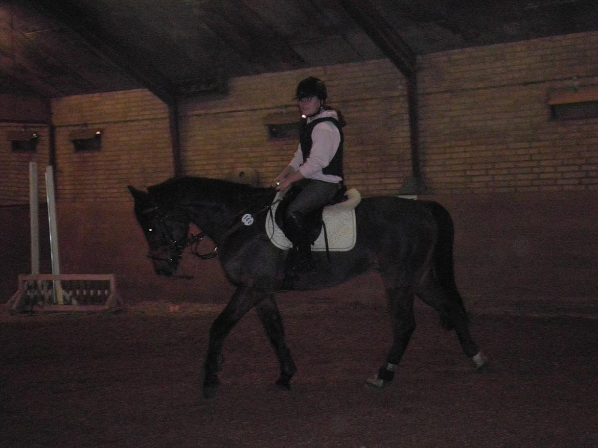 Anden særlig race Skovbjerggård´s Cavan billede 15