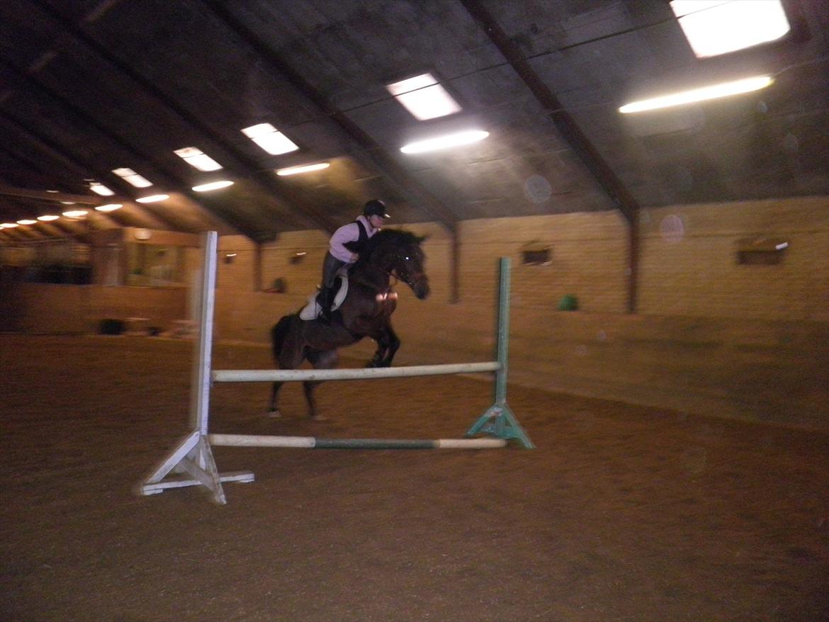 Anden særlig race Skovbjerggård´s Cavan billede 16