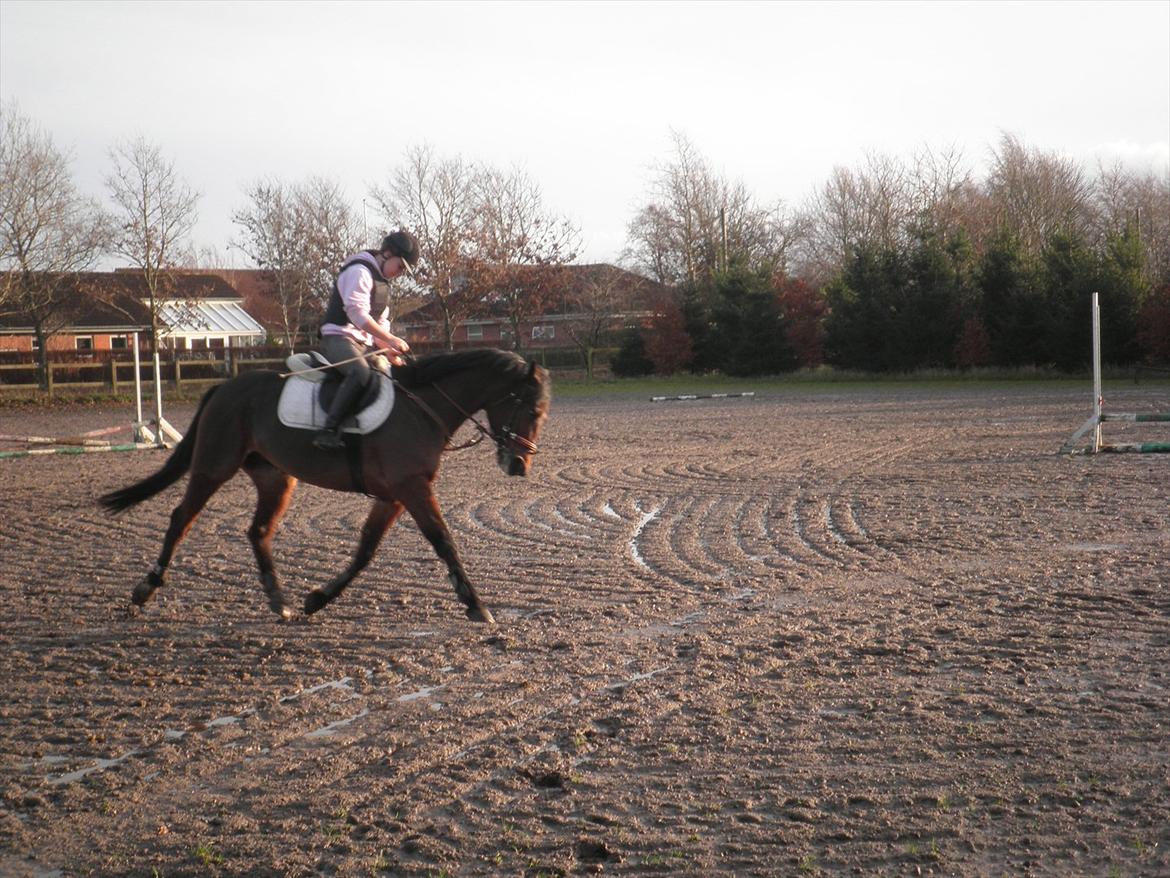 Anden særlig race Skovbjerggård´s Cavan billede 17