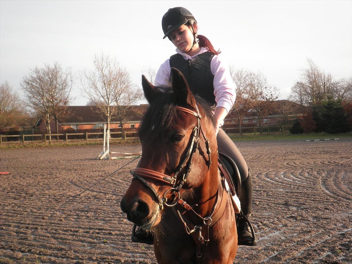 Anden særlig race Skovbjerggård´s Cavan billede 18