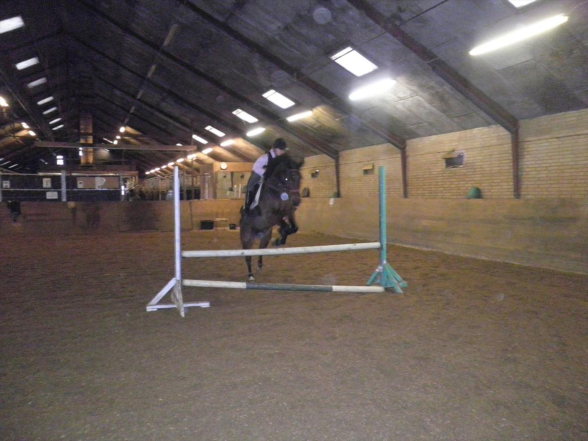 Anden særlig race Skovbjerggård´s Cavan billede 20