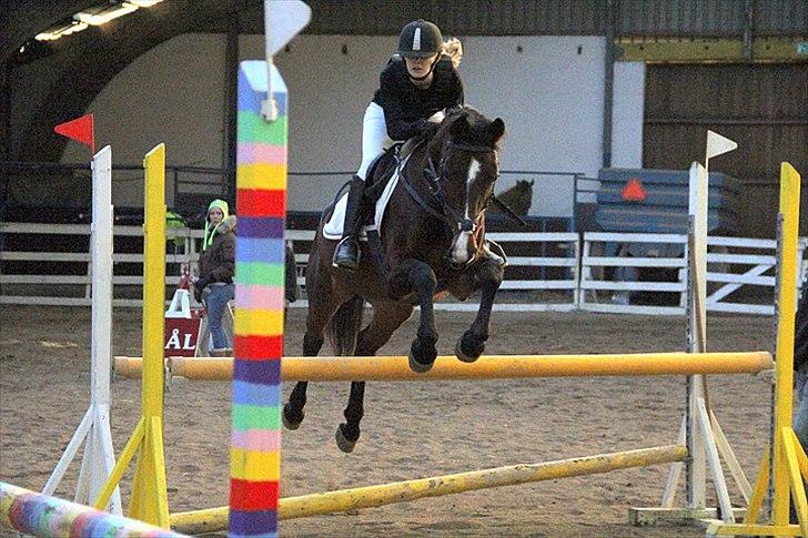 Anden særlig race Savannah - Stævne 100 cm (Løvfalds) Fotograf; Maria Rasch billede 12