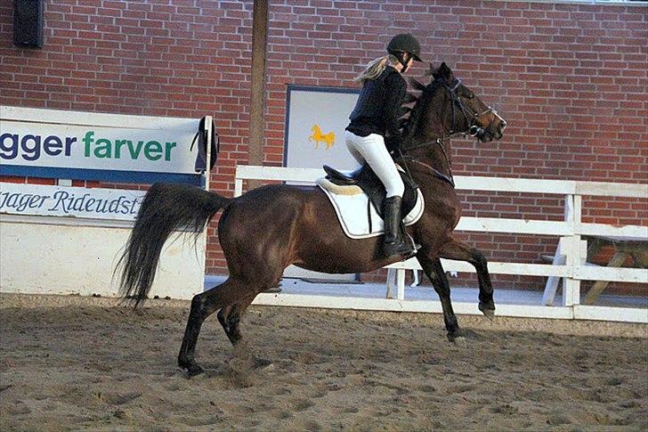 Anden særlig race Savannah - Stævne 100 cm (Løvfalds) Æresrunde :D Fotograf; Maria Rasch billede 14