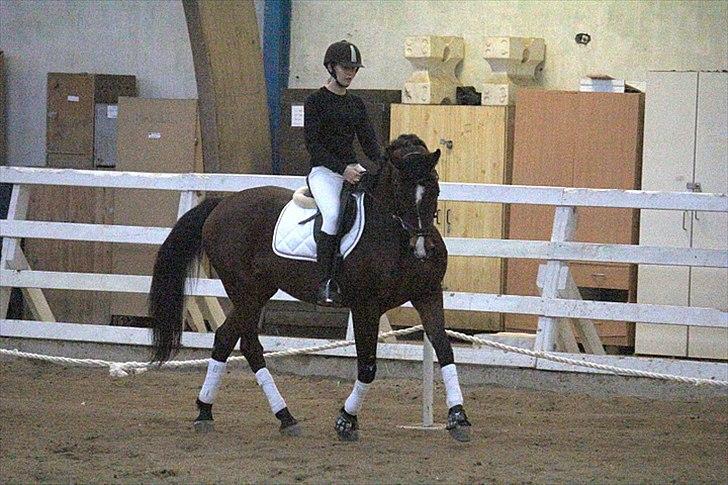 Anden særlig race Savannah - Dressur stævne (Løvfalds) Fotograf; Maria Rasch billede 16