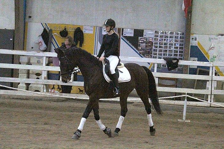 Anden særlig race Savannah - Dressur stævne (Løvfalds) Fotograf; Maria Rasch billede 18