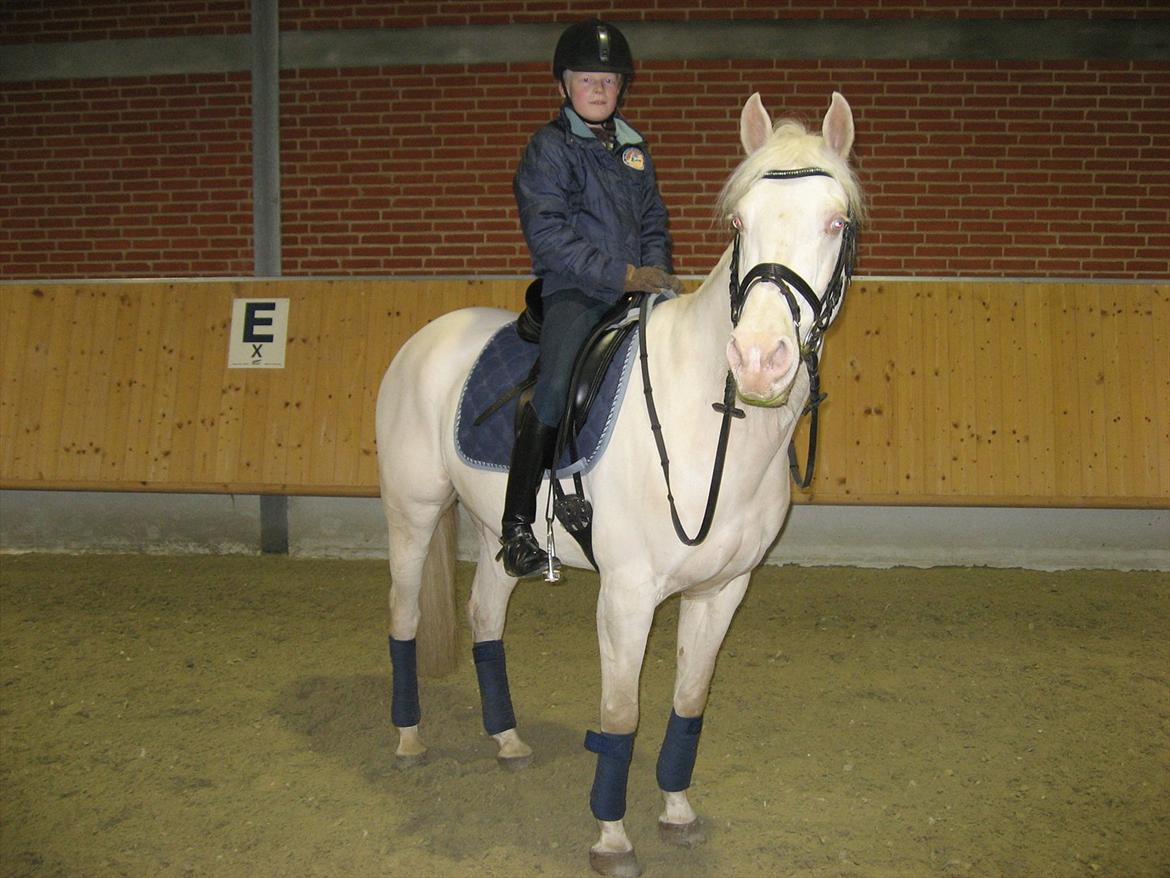 Palomino Sandgravgård's Ricko billede 1