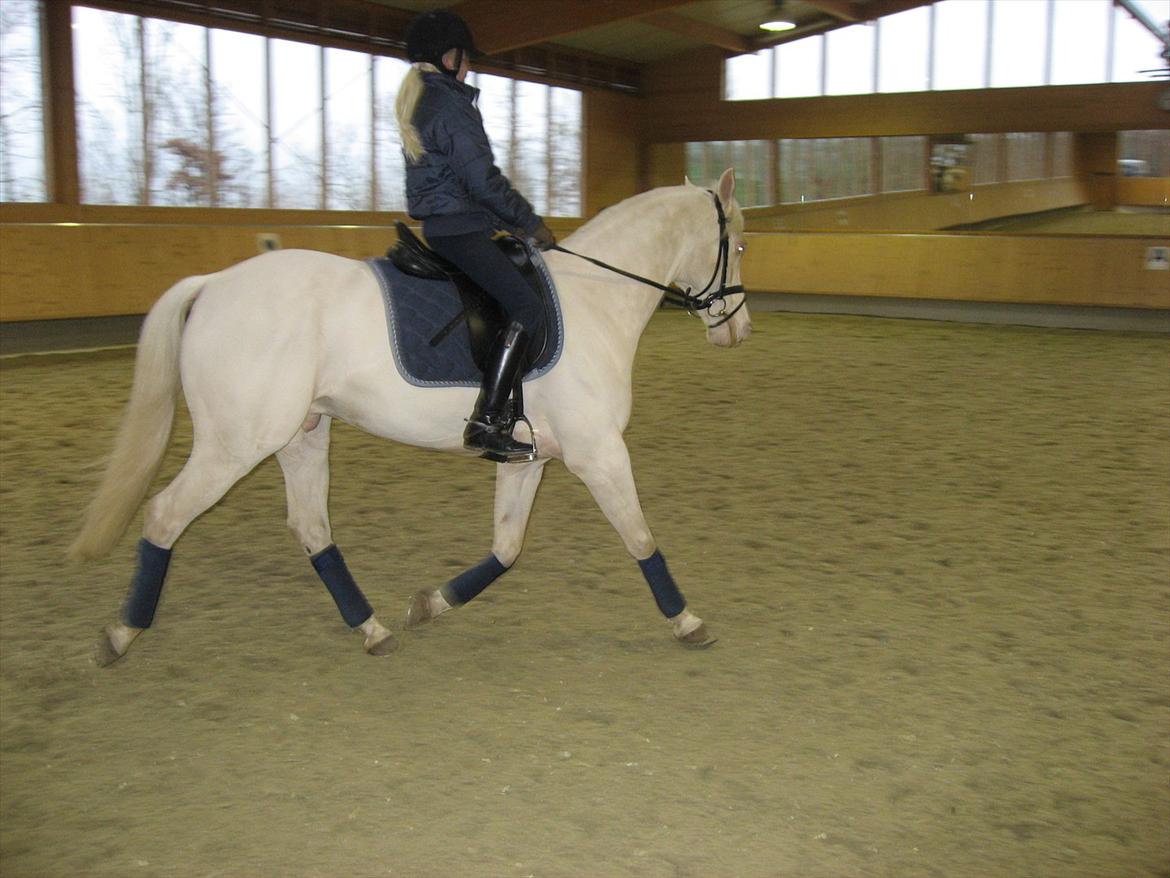 Palomino Sandgravgård's Ricko billede 2