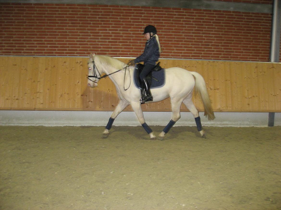 Palomino Sandgravgård's Ricko billede 7