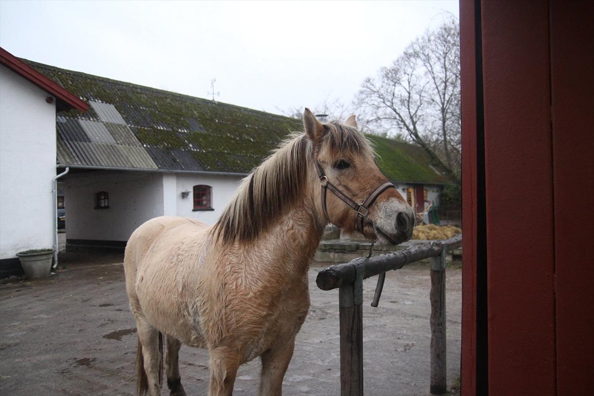 Fjordhest fønix frode billede 9
