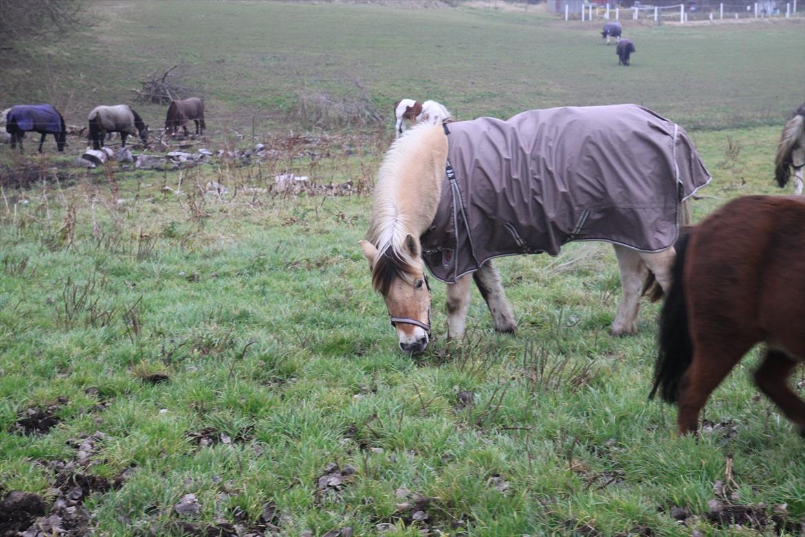 Fjordhest fønix frode billede 10
